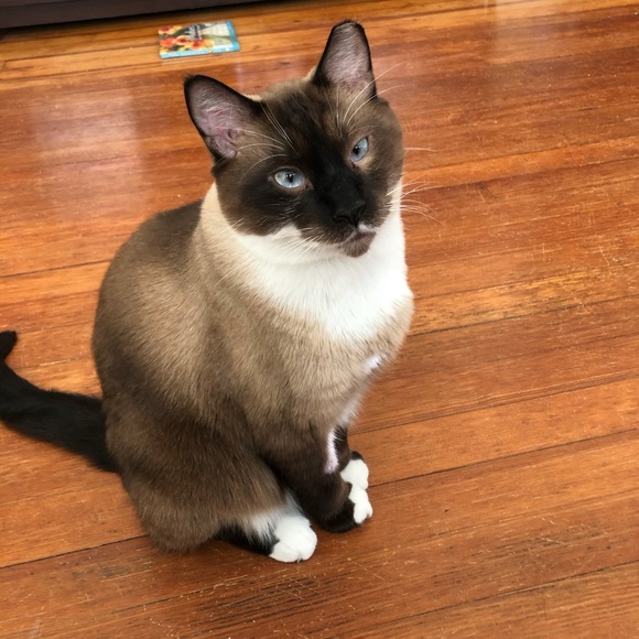 Meet your Posher, Allison - Picture 4 of 8